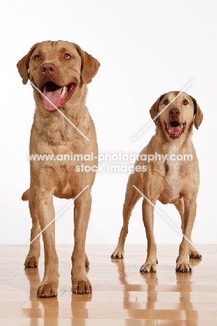 two Chesapeake Bay Retrievers