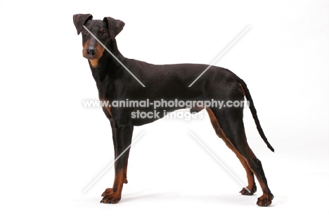 Manchester terrier in studio, side view