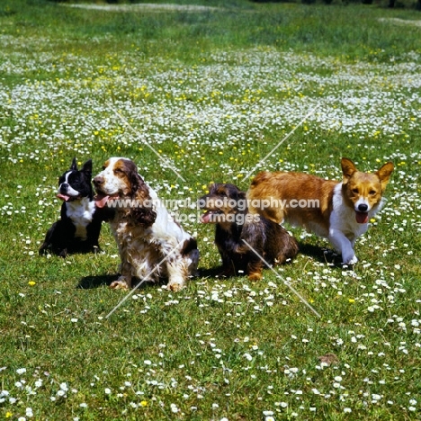 group of four dogs