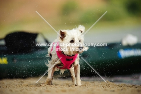 wet West Highland White Terrier wearing scarf, shaking out water