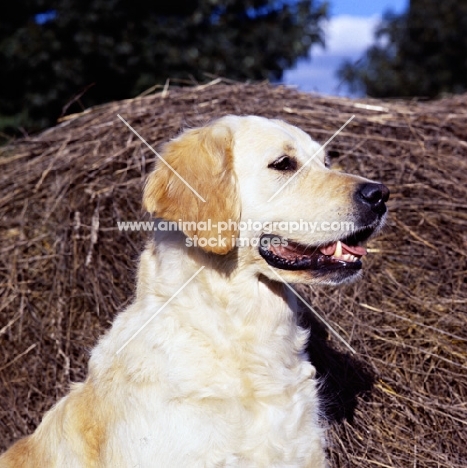 golden retriever head portrait