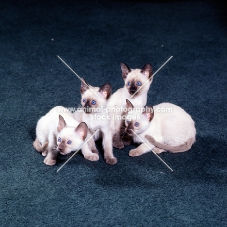 three seal point siamese kittens and one chocolate point