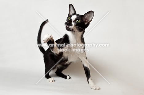 oriental shorthair reaching out