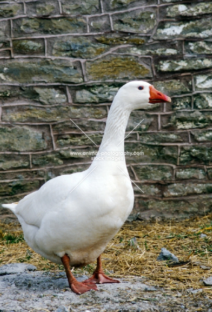 roman geese looking aside