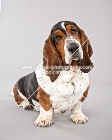 Basset hound sitting on grey background