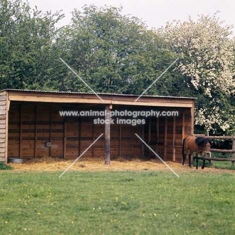 Caspian Pony in field shelter