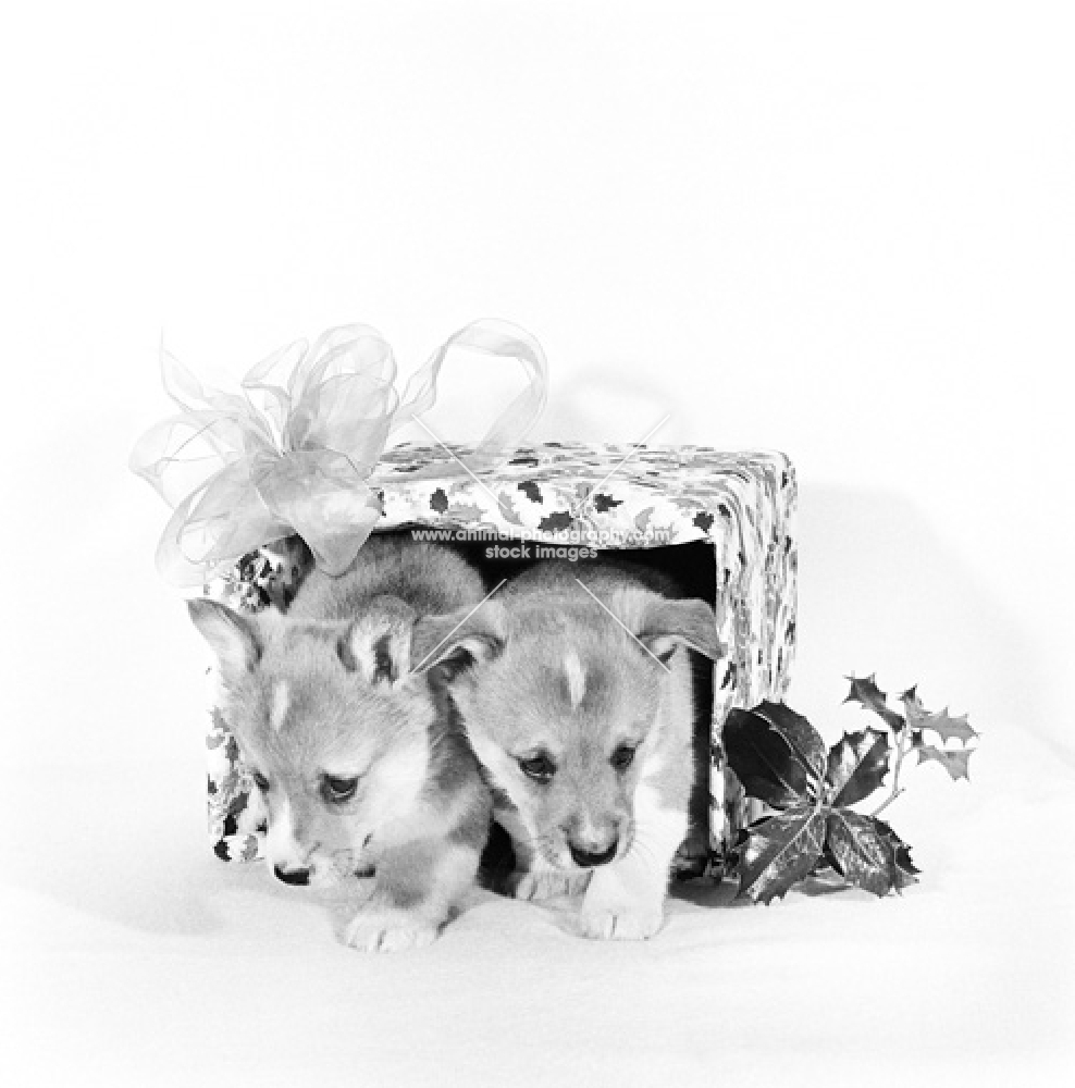 two pembroke corgi pups in christmas wrappings