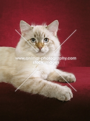 young Siberian cat on red background