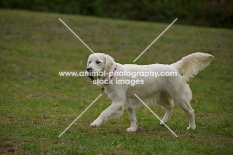 white golden retriever with ball in mouth
