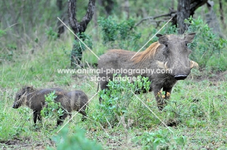 Warthog