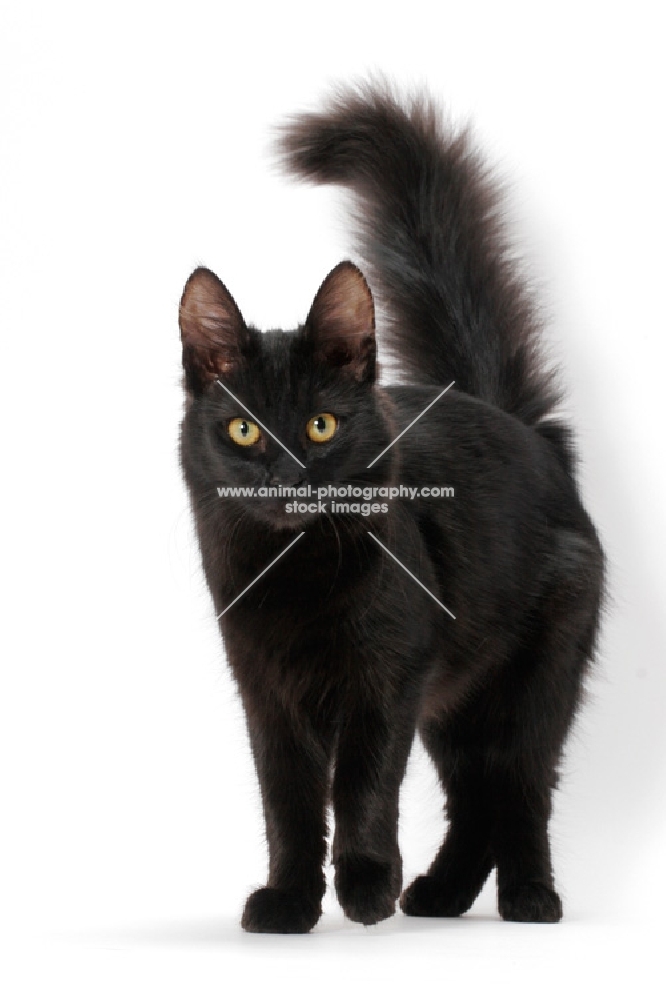 black Turkish Angora standing on white background