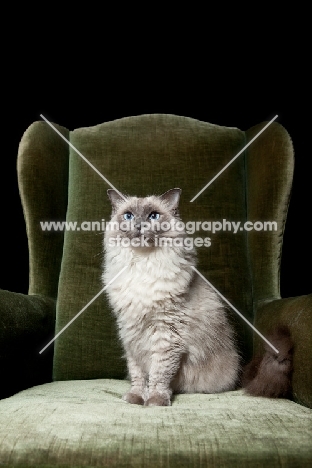 Ragdoll cat sitting in chair