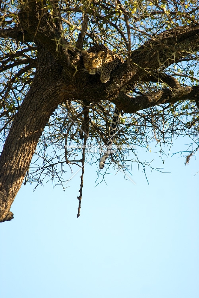 leopard crouching in a tree