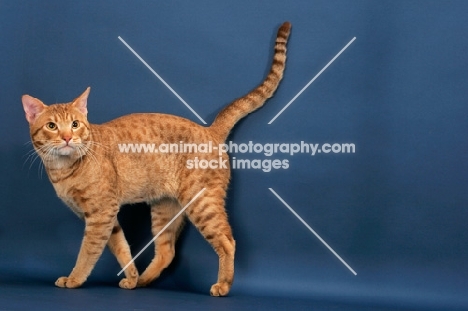 Ocicat with tail up, cinnamon spotted tabby colour