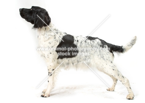 Australian Champion large Munsterlander on white background, side view