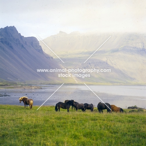 Iceland horses at Hofn