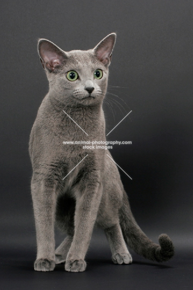 Russian Blue female cat, looking away