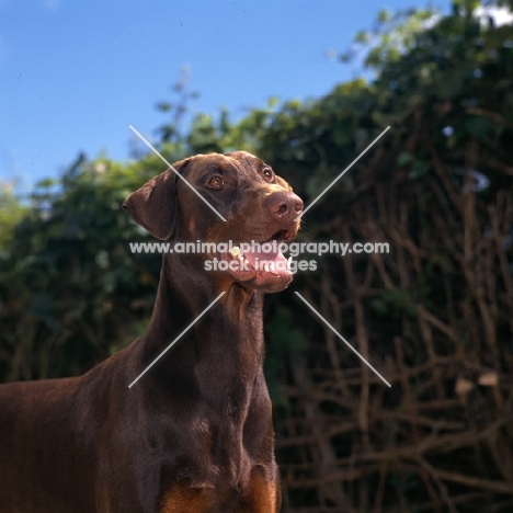 dobermann head and shoulder shot