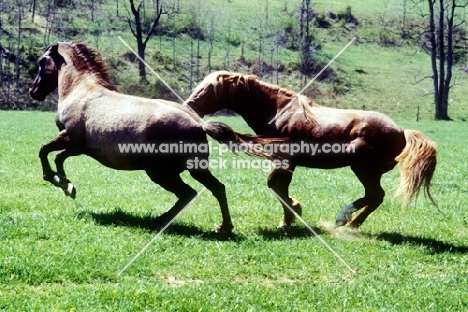 mustang stallion pursuing a mustang mare