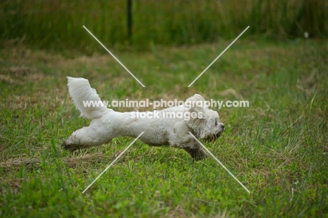 white lhasa apso running with tail up