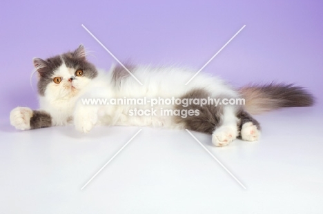 dillute tortie and white persian cat, lying down