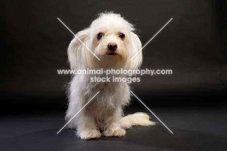 White Chihuahua cross Yorkshire Terrier, Chorkie, on a black background