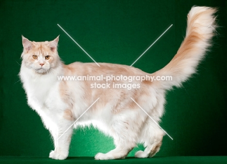 red silver Maine Coon cat standing on green background