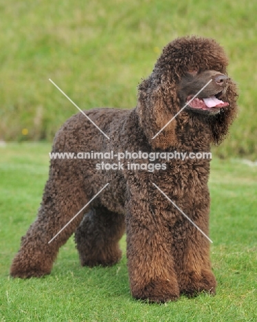 south african champion irish water spaniel stood in grass