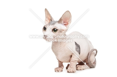 Bambino cat on white background