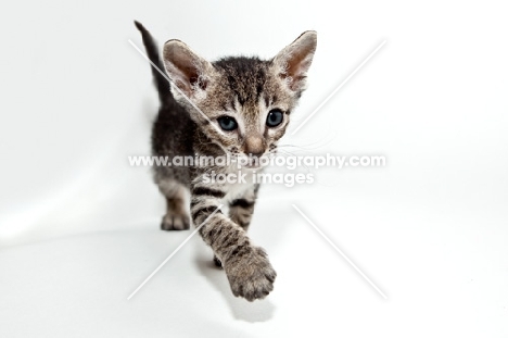 peterbald kitten walking toward camera