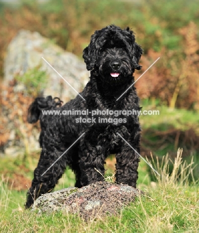 black Cockapoo