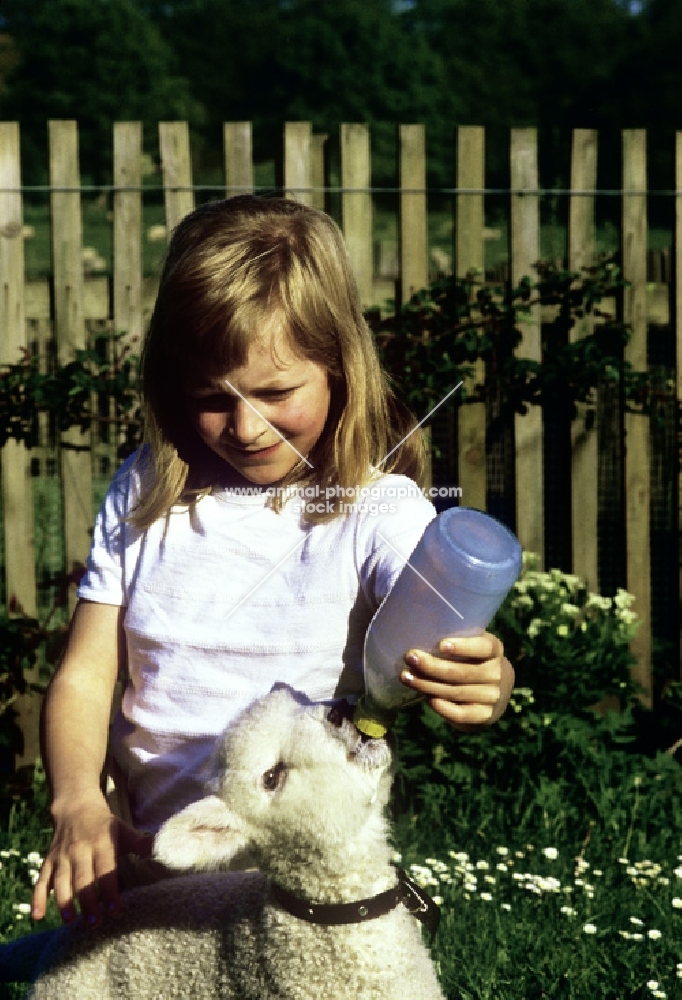 child feeding a lamb with a bottle