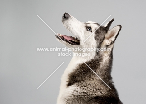 Profile of Siberian Husky in studio.