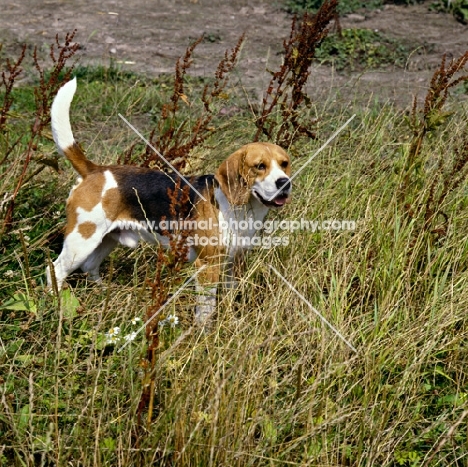 champion beagle standing in long grass