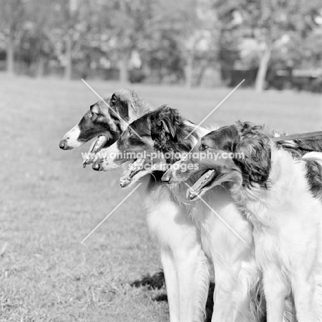 three borzois from springett