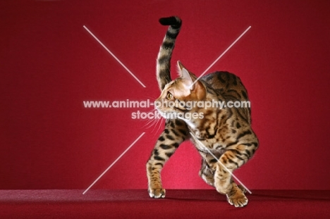 Bengal walking on red background, turning