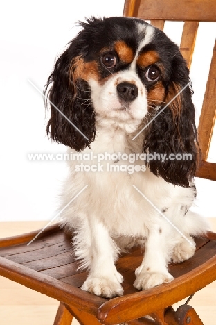 Cabalier King Charles Spaniel sitting on chair