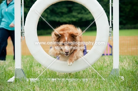 Nova Scotia Duck Tolling Retriever 