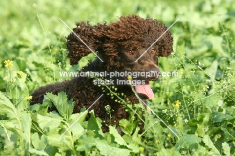 Irish water spaniel in greenery