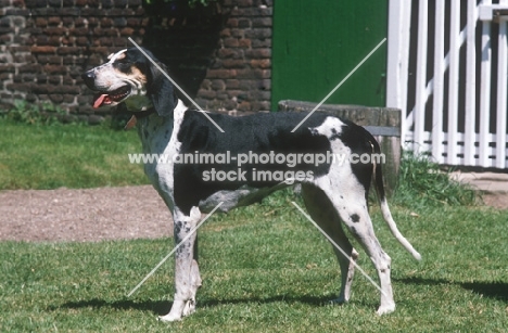 rare Chien Francais Blanc et Noir, aka French White and Black Hound