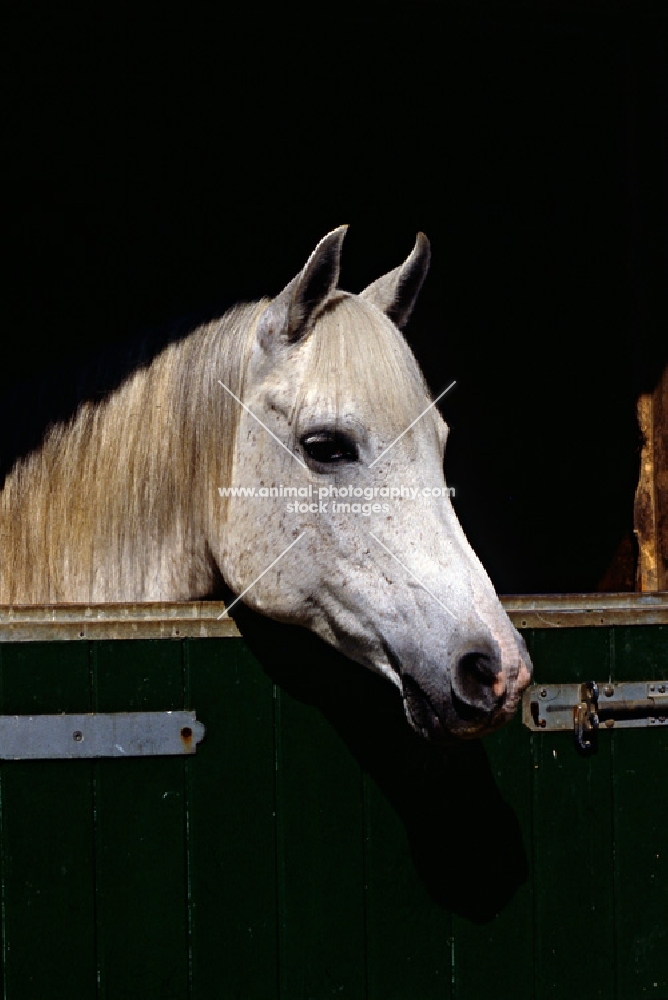 Arab looking out of stable