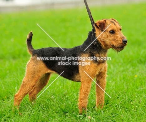 Lakeland Terrier side view