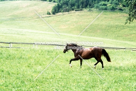 austrian half blood colt at wilhelm, piber