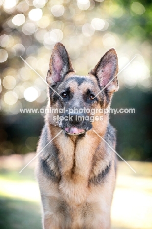 German shepherd sticking out tongue