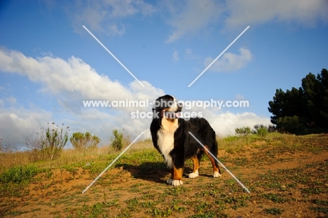 Bernese Mountain Dog (aka Berner Sennenhund) standing on grass
