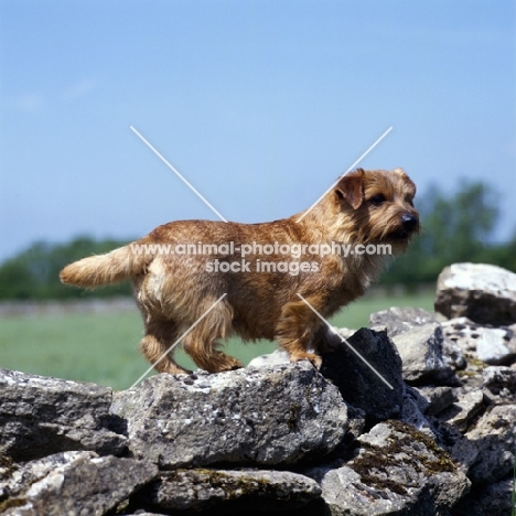 norfolk terrier standing on a wall