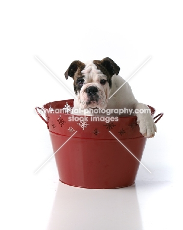 young Bulldog in bucket
