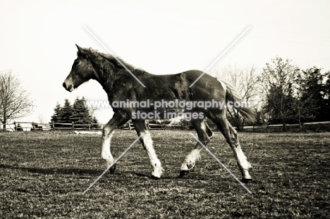 5 month old Belgian filly trotting up hill