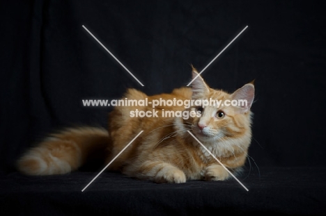 red blotched norwegian forest cat on black background