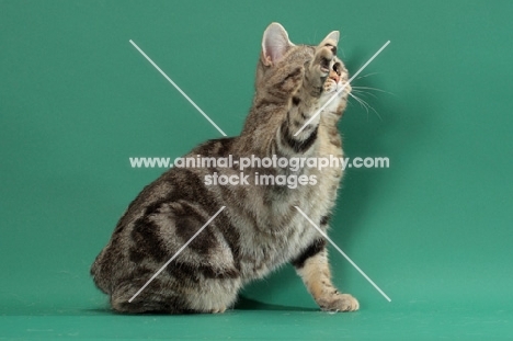 Silver Classic Tabby Manx cat, one leg up